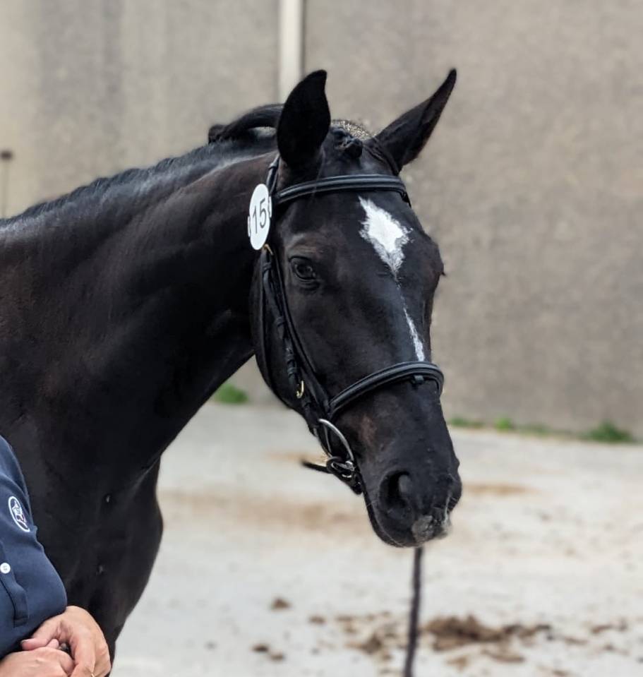 Merrie Selle Fran&ccedil;ais Te koop 2023 Bruin / Bai
