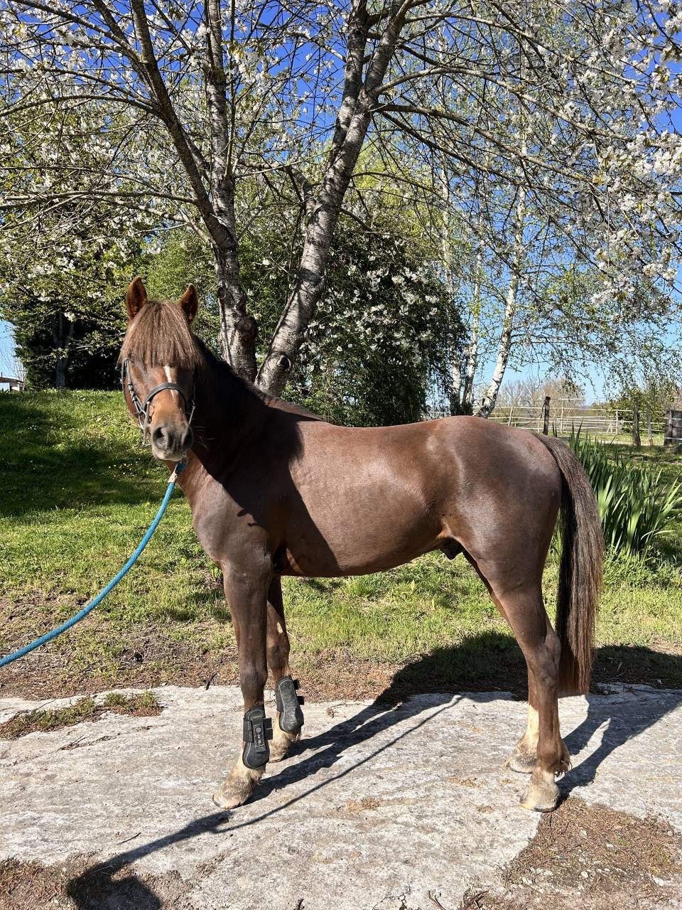 Ruin Franse rijpony PFS Te koop 2021 Koffie vos
