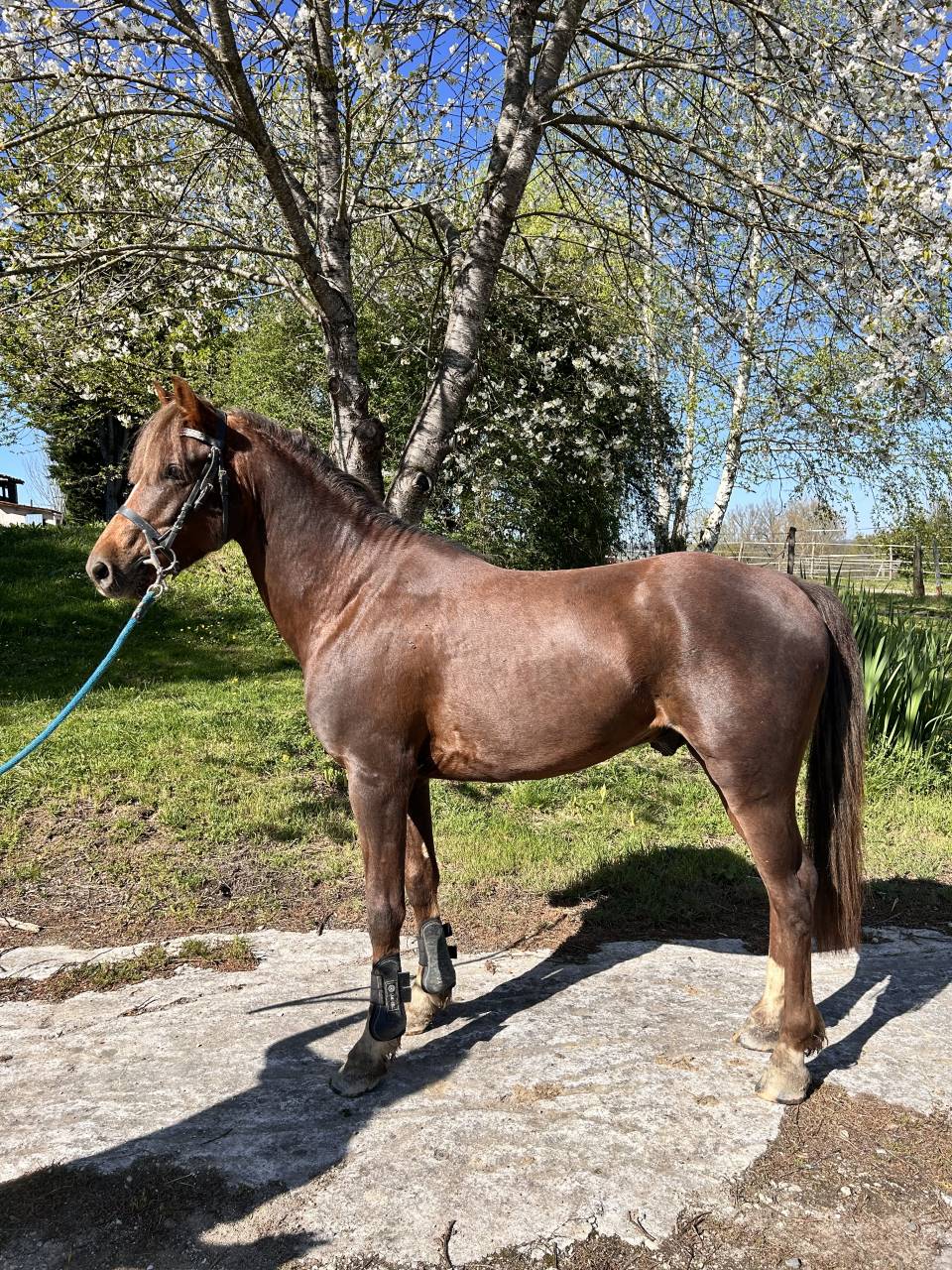 Ruin Franse rijpony PFS Te koop 2021 Koffie vos