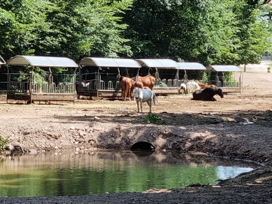 Ruiterclub Koop Vosges