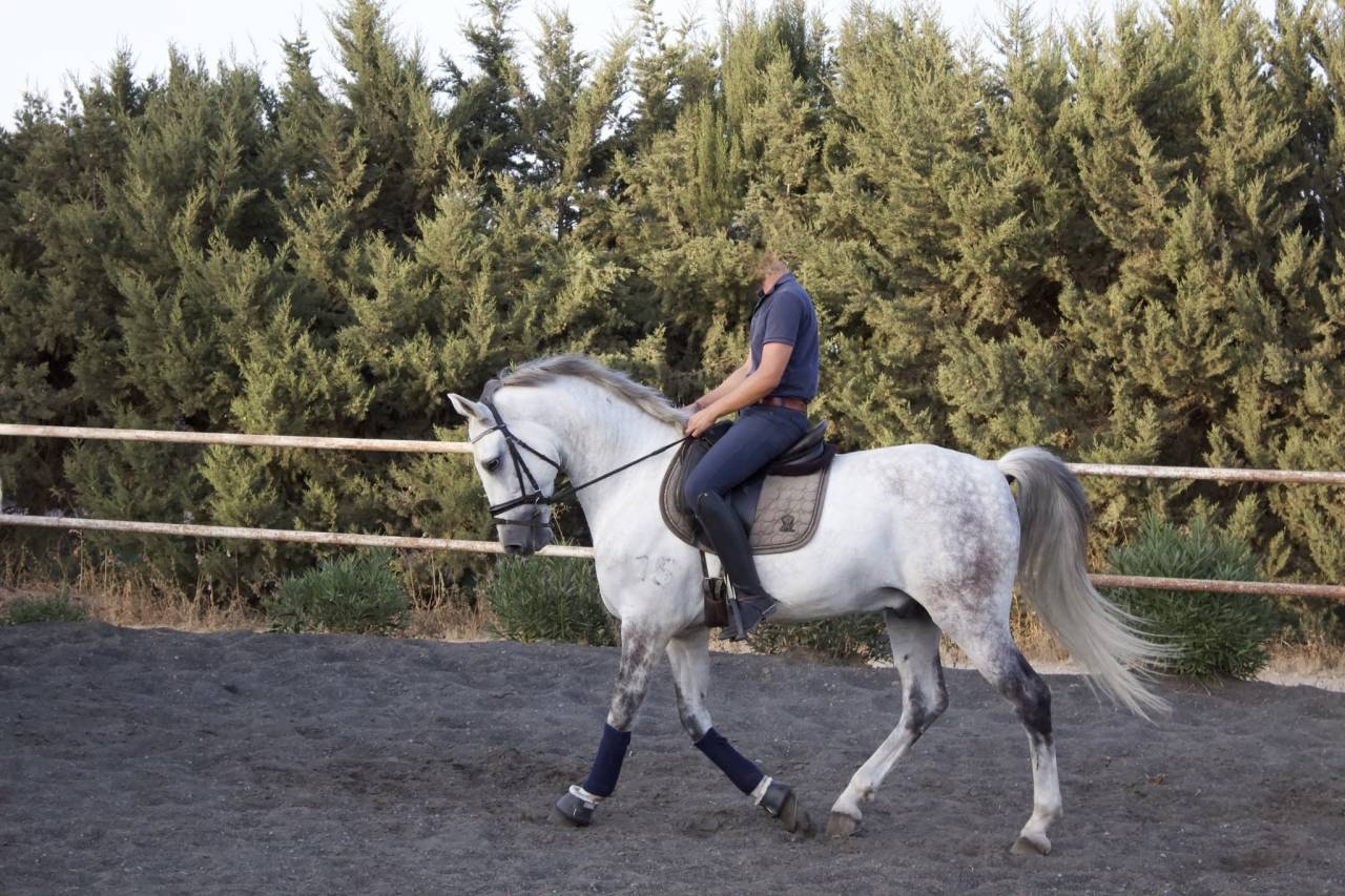 Ruin PRE Puur Ras Spaans Te koop 2017 Schimmel