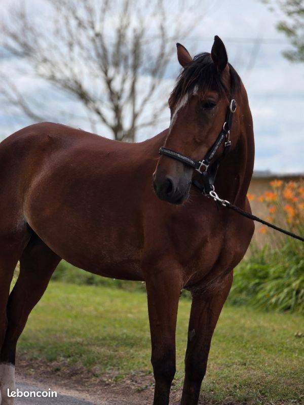 Merrie Franse draver  Te koop 2023 Donker bruin / bai