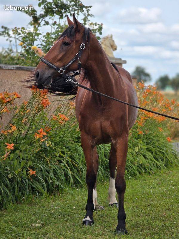 Merrie Franse draver  Te koop 2023 Donker bruin / bai