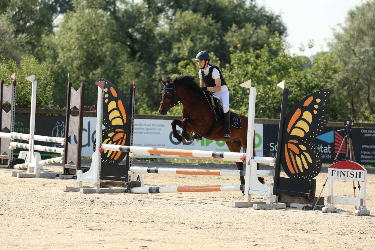 Ruin Franse rijpony PFS Te koop 2015 Donker bruin / bai
