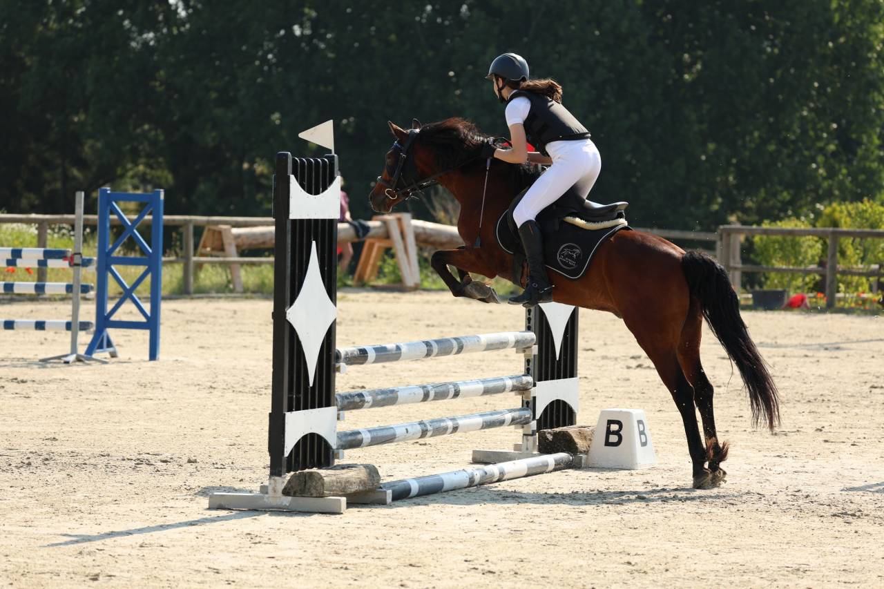 Ruin Franse rijpony PFS Te koop 2015 Donker bruin / bai