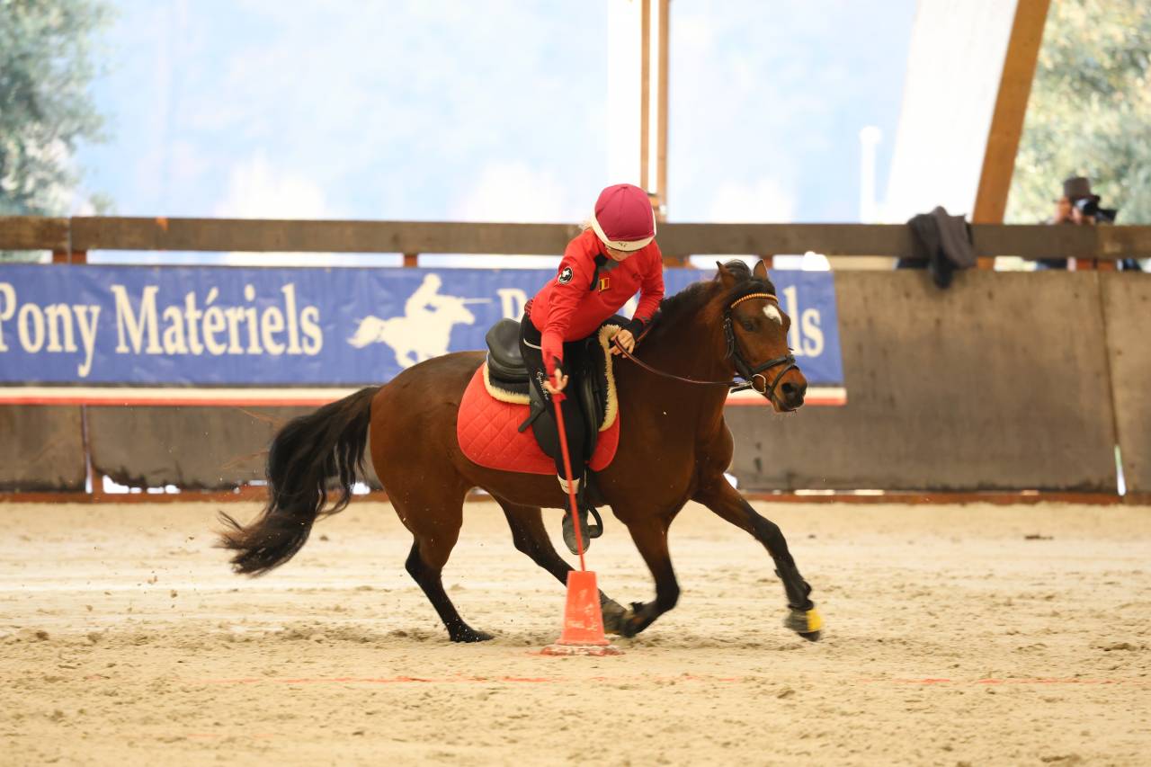 Ruin Franse rijpony PFS Te koop 2015 Donker bruin / bai