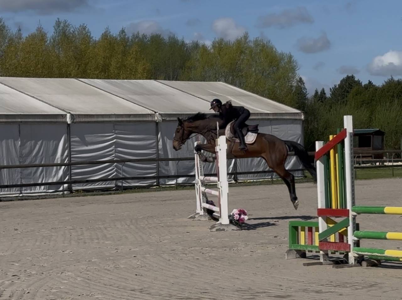Merrie Iers sportpaard Te koop 2022 Bruin / Bai ,  DIAMANT DE SEMILLY