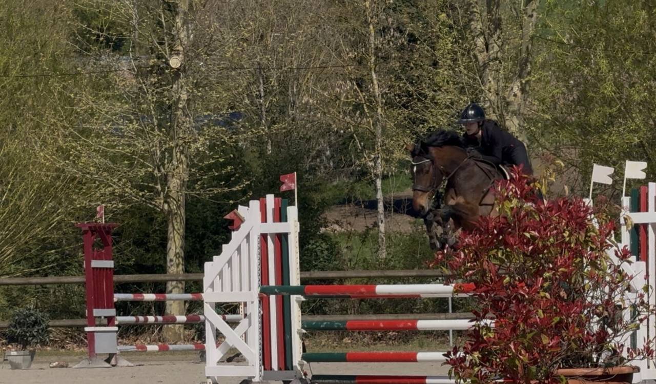 Merrie Iers sportpaard Te koop 2022 Bruin / Bai ,  DIAMANT DE SEMILLY