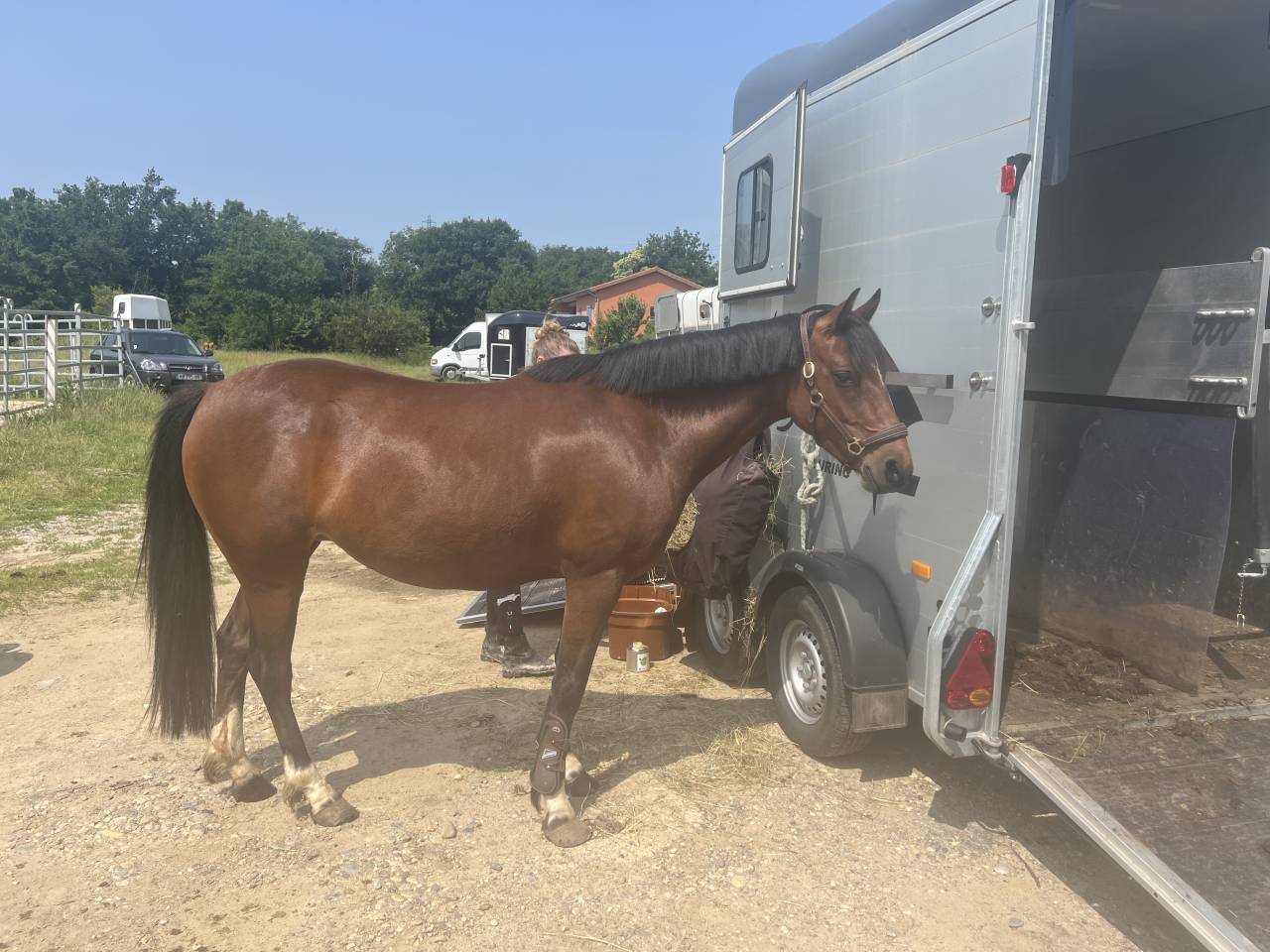 Merrie Welsh Partbred Te koop 2021 Donker bruin / bai