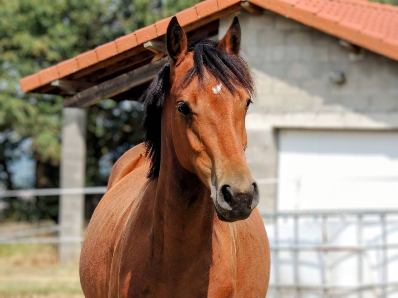 Merrie Welsh Partbred Te koop 2021 Donker bruin / bai