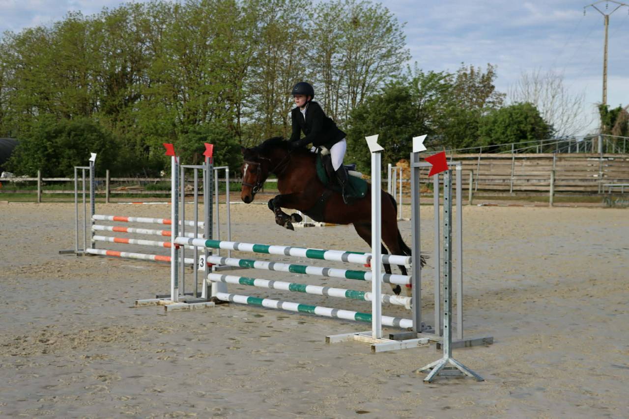Merrie Welsh Partbred Te koop 2021 Donker bruin / bai
