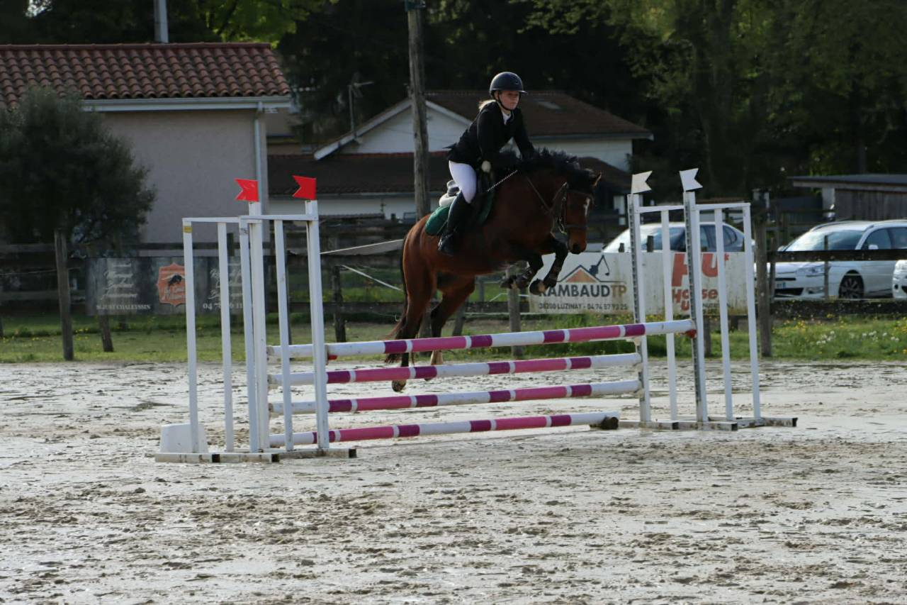 Merrie Welsh Partbred Te koop 2021 Donker bruin / bai