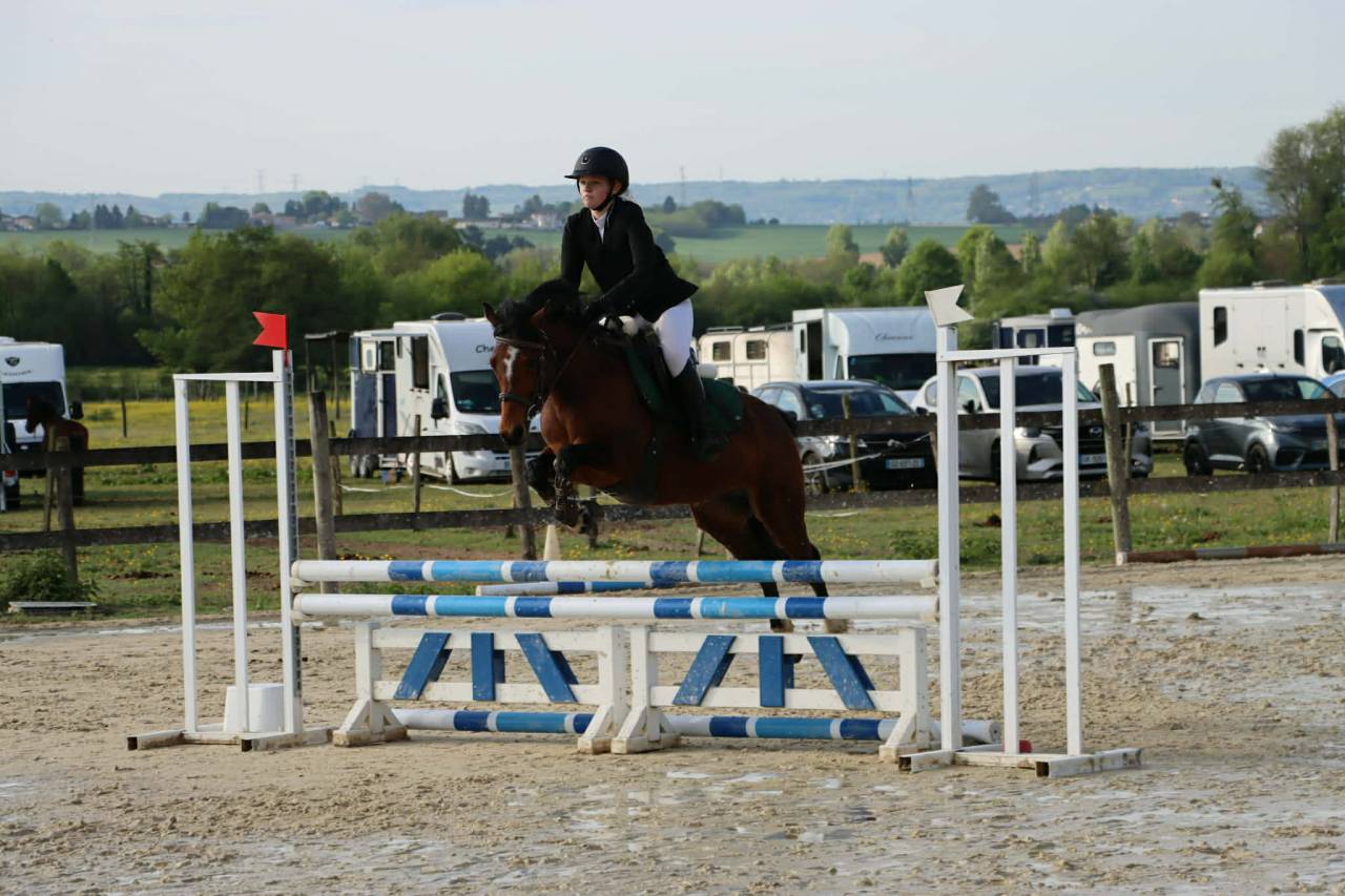 Merrie Welsh Partbred Te koop 2021 Donker bruin / bai