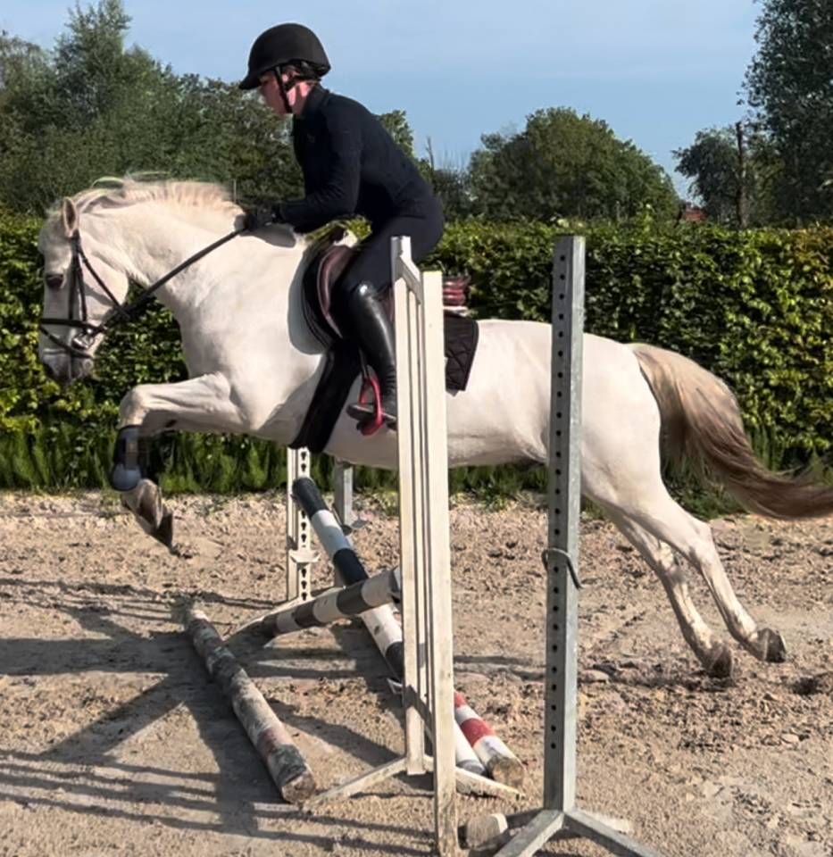 Lieve en brave Welsh pony D