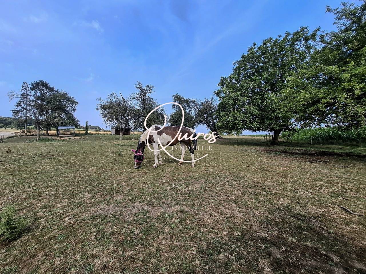 Hippisch vastgoed Koop Orne