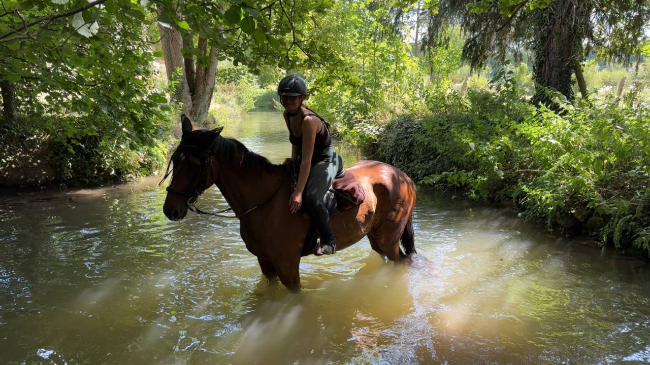 Ruin Franse draver  Te koop 2020 Donker bruin / bai