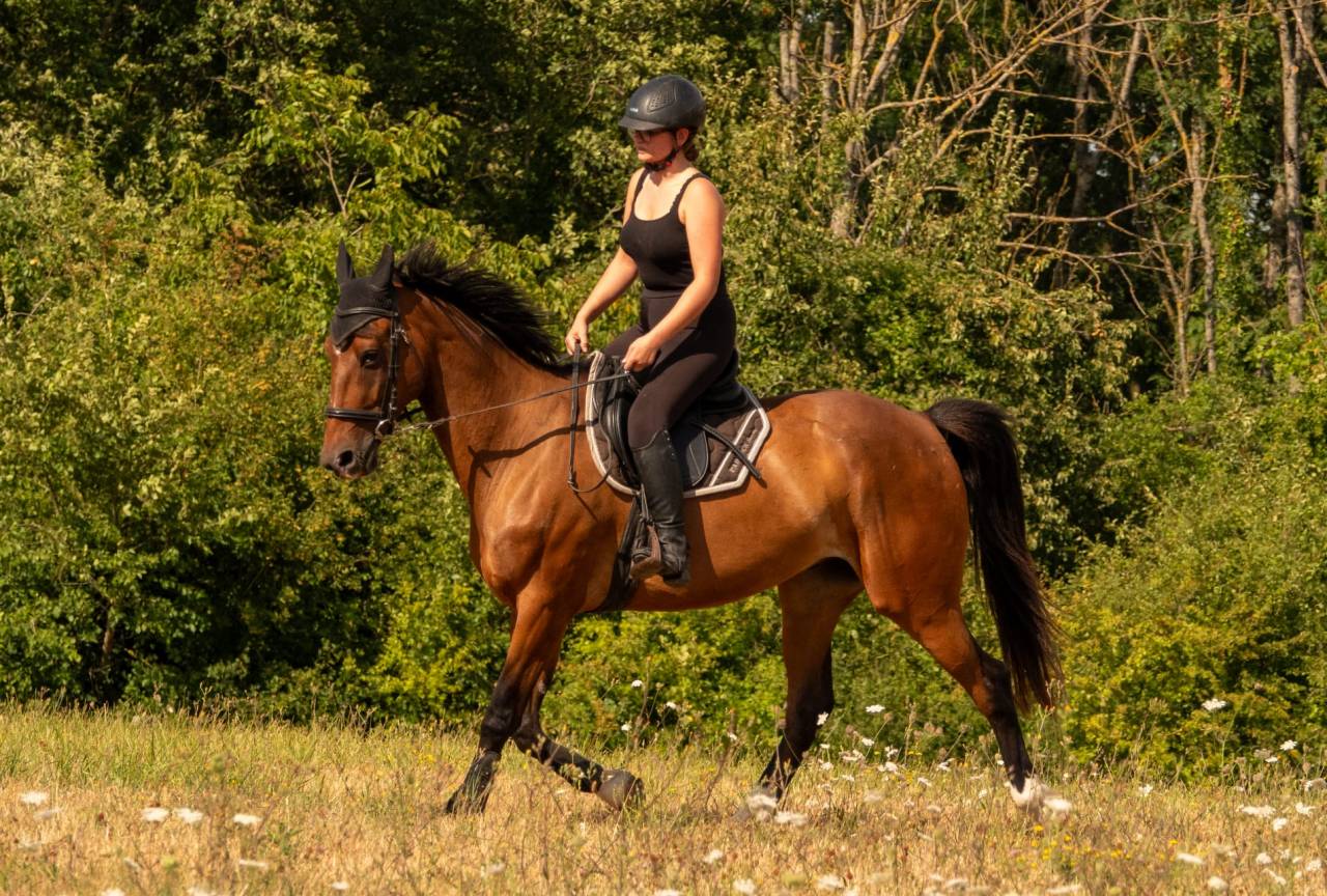 Ruin Franse draver  Te koop 2020 Donker bruin / bai