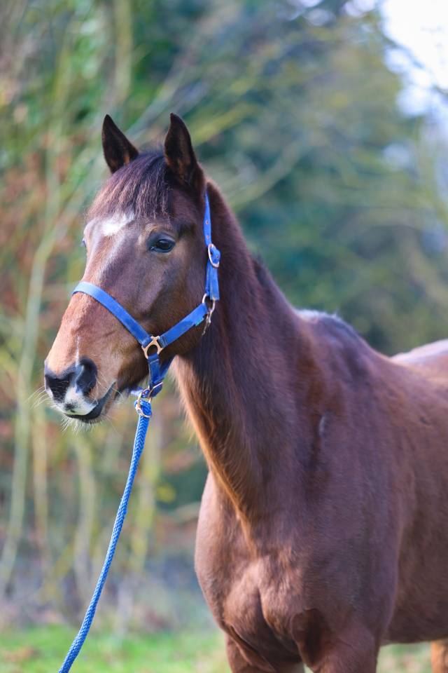Ruin Franse draver  Te koop 2020 Donker bruin / bai