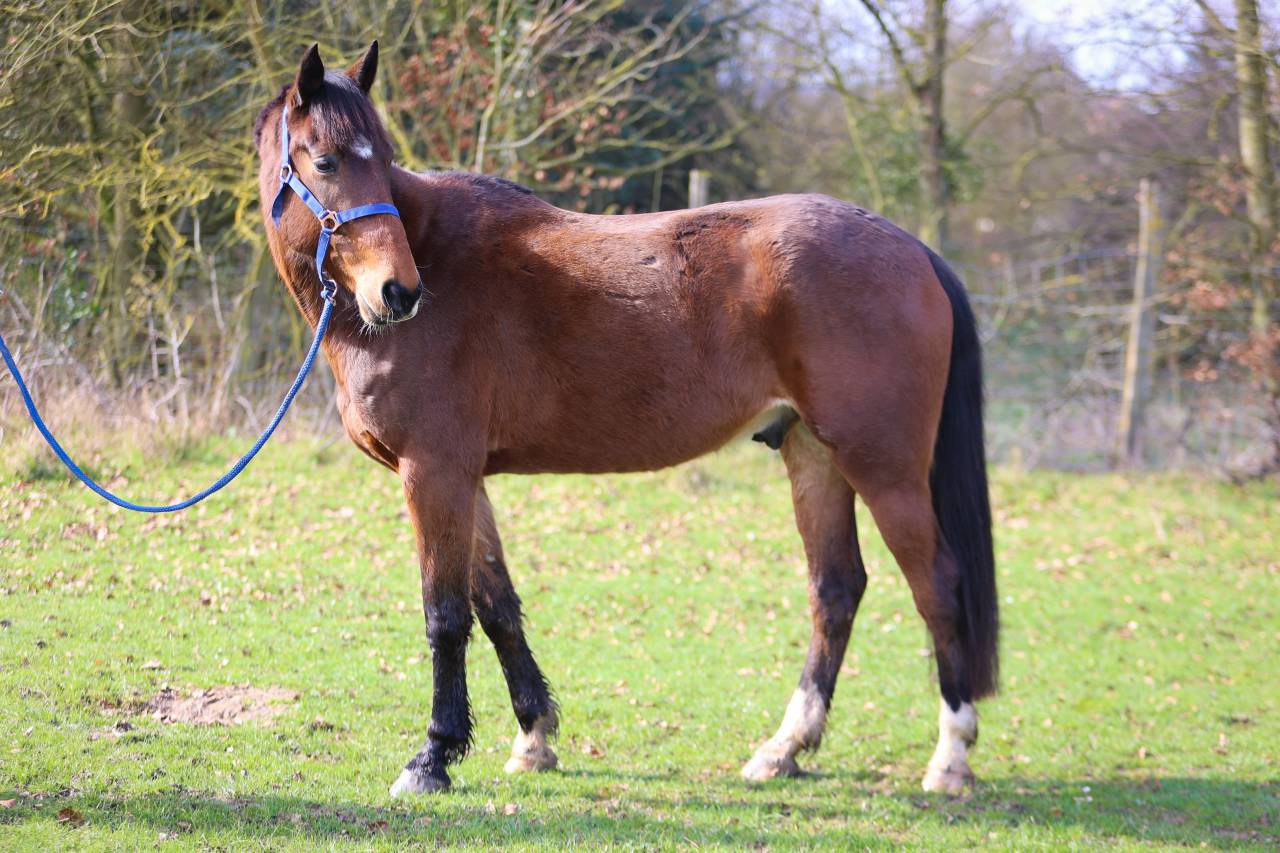 Ruin Franse draver  Te koop 2020 Donker bruin / bai