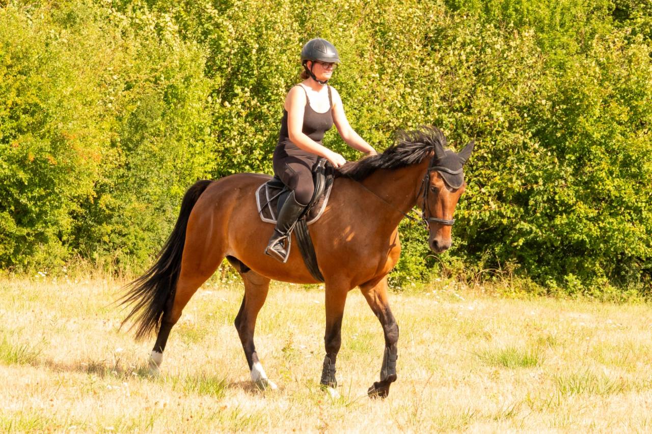 Ruin Franse draver  Te koop 2020 Donker bruin / bai