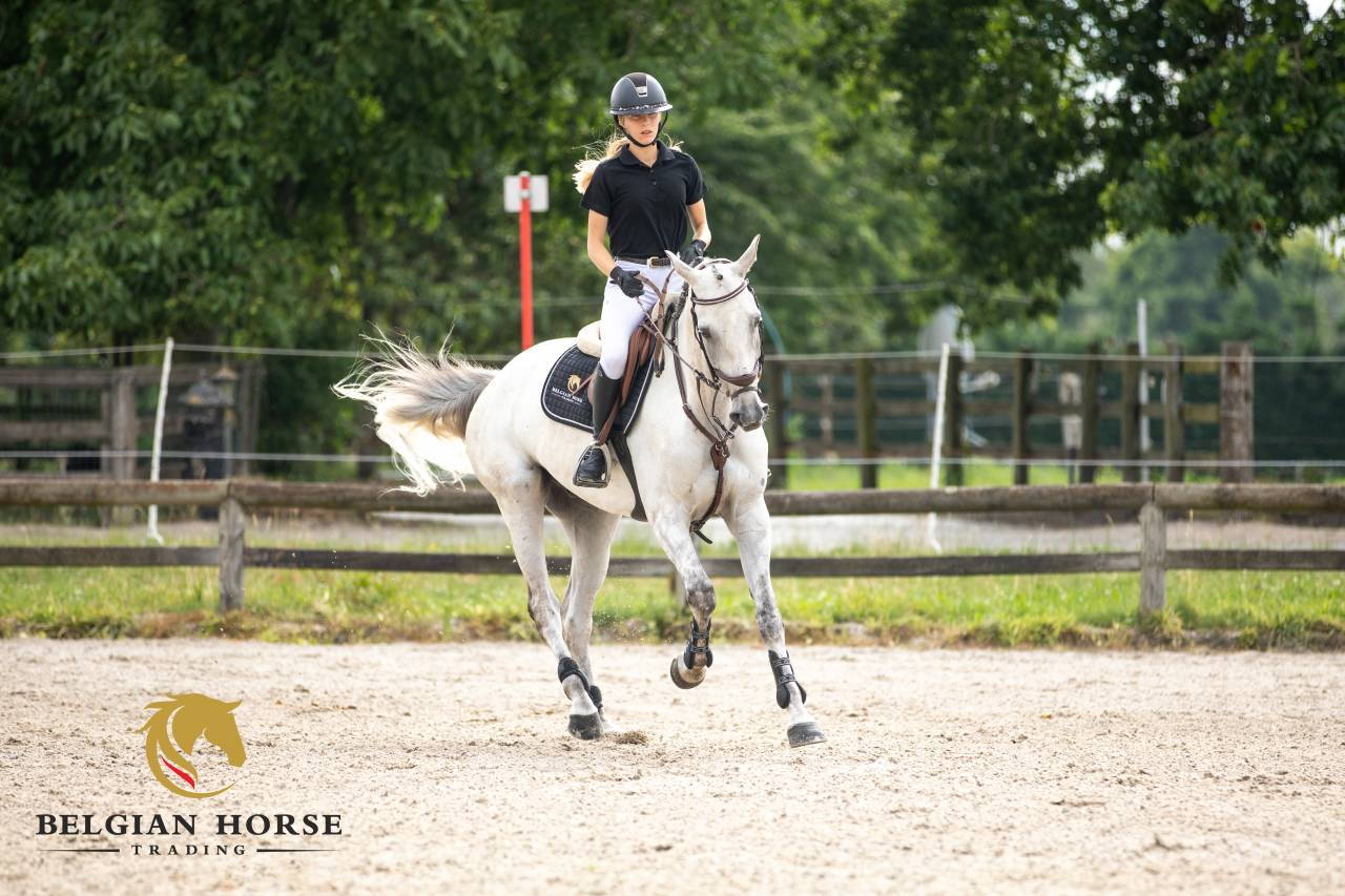 Ruin Oldenburger Te koop 2015 Schimmel