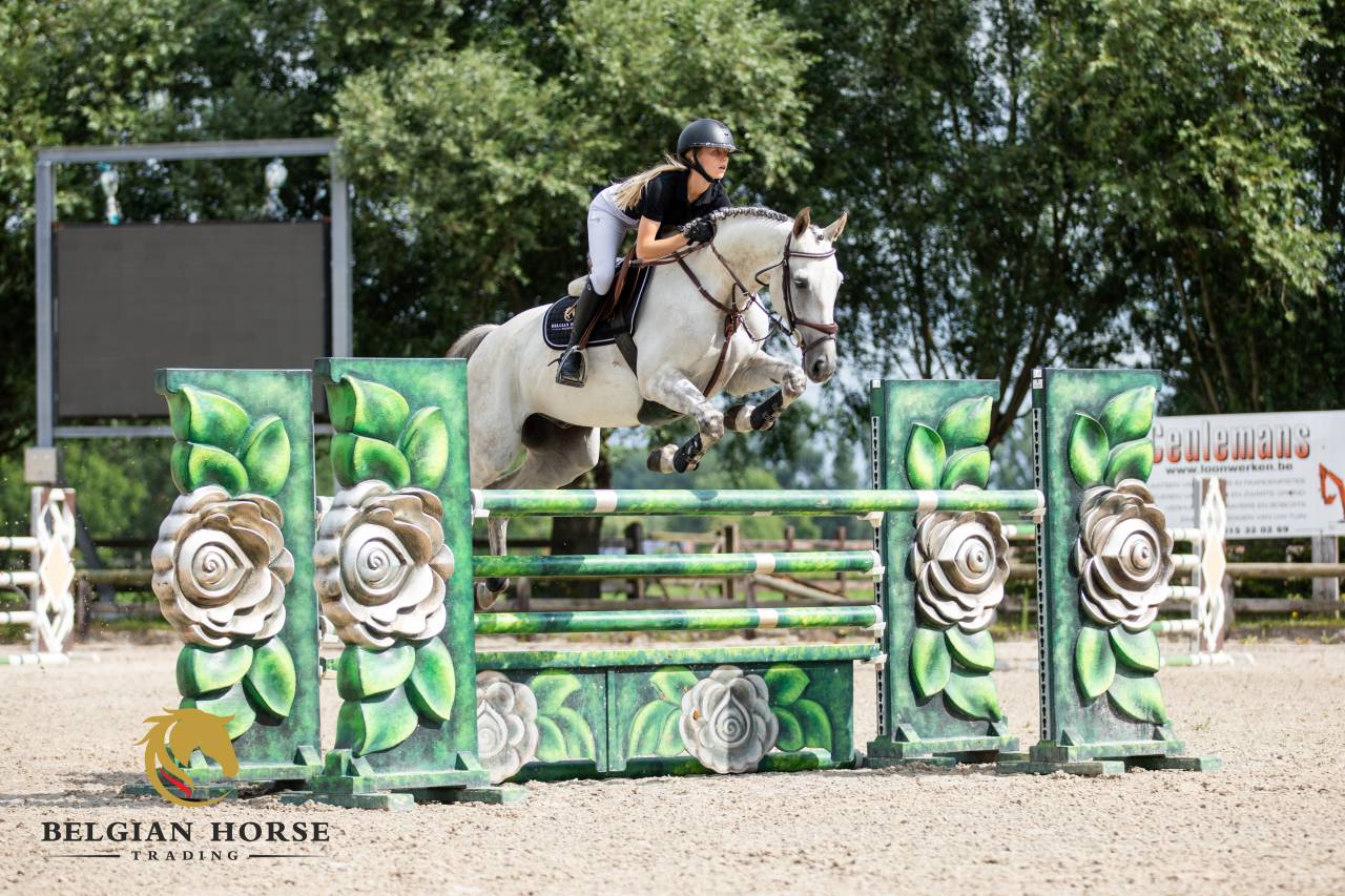 Ruin Oldenburger Te koop 2015 Schimmel