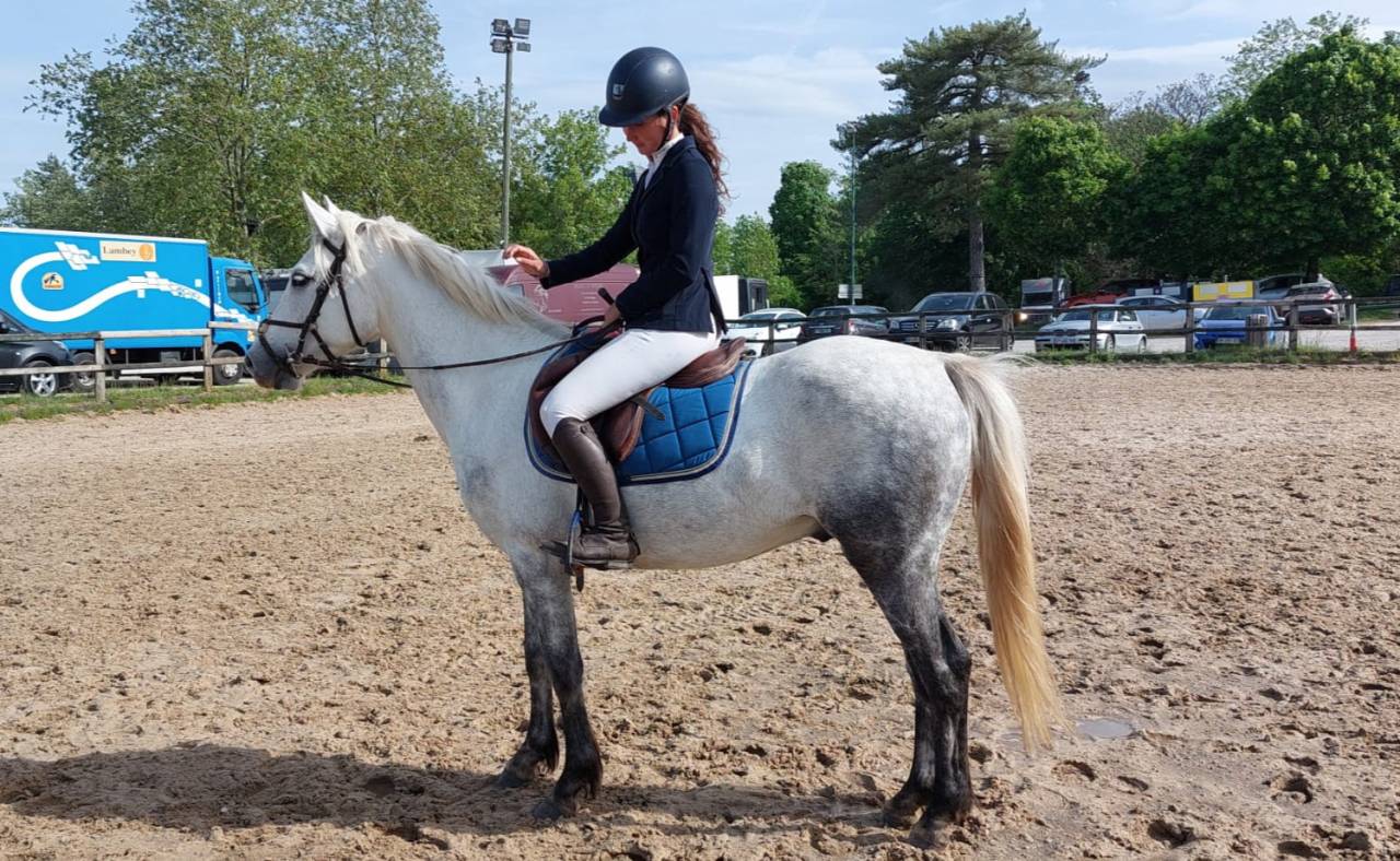 Ruin Franse rijpony PFS Te koop 2022 Schimmel ,  DEXTER LEAM PONDI