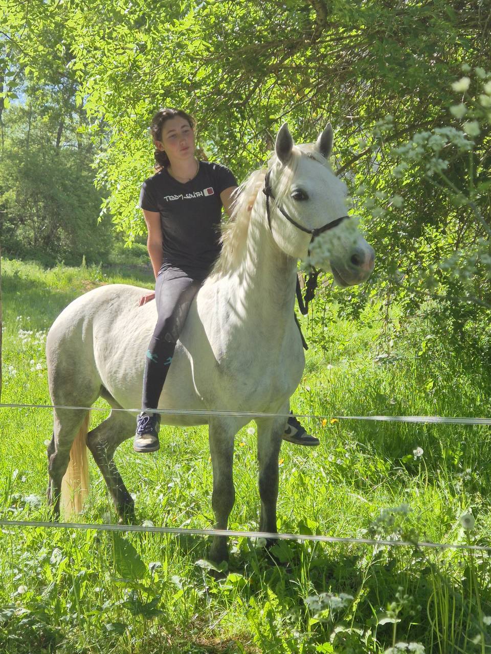 Ruin Franse rijpony PFS Te koop 2022 Schimmel ,  DEXTER LEAM PONDI