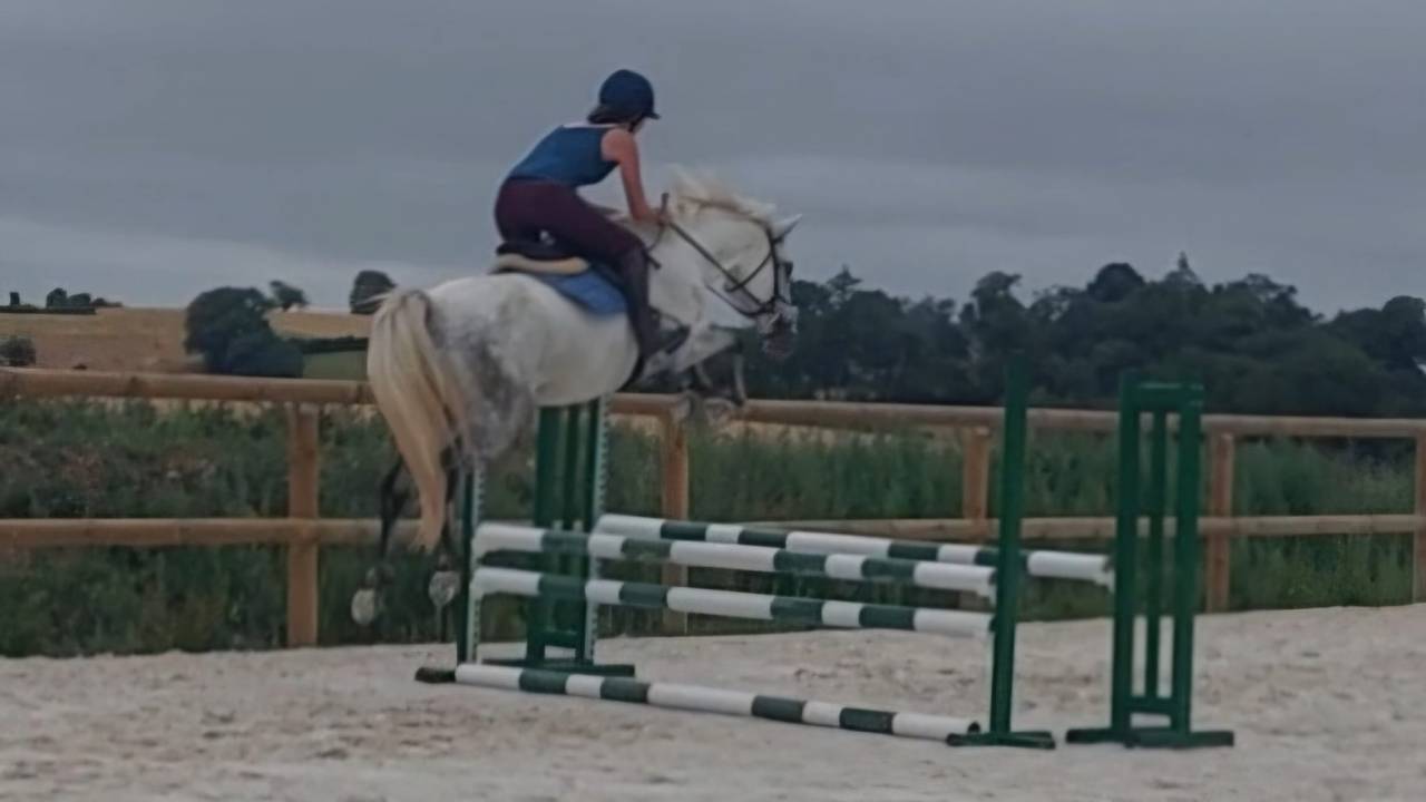 Ruin Franse rijpony PFS Te koop 2022 Schimmel ,  DEXTER LEAM PONDI