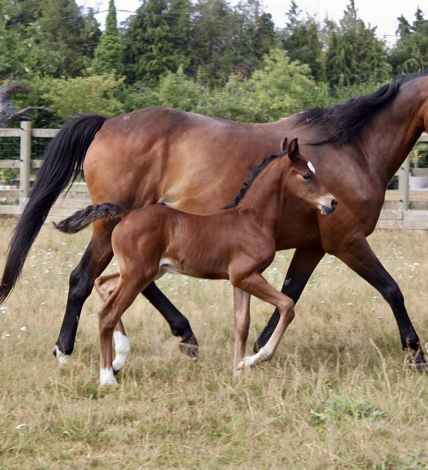 Veulen (ml) Franse rijpony PFS Te koop 2026 Donker bruin / bai ,  KANTJE S RONALDO*SL
