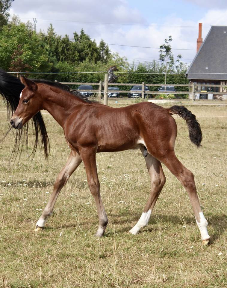 Veulen (ml) Franse rijpony PFS Te koop 2026 Donker bruin / bai ,  KANTJE S RONALDO*SL