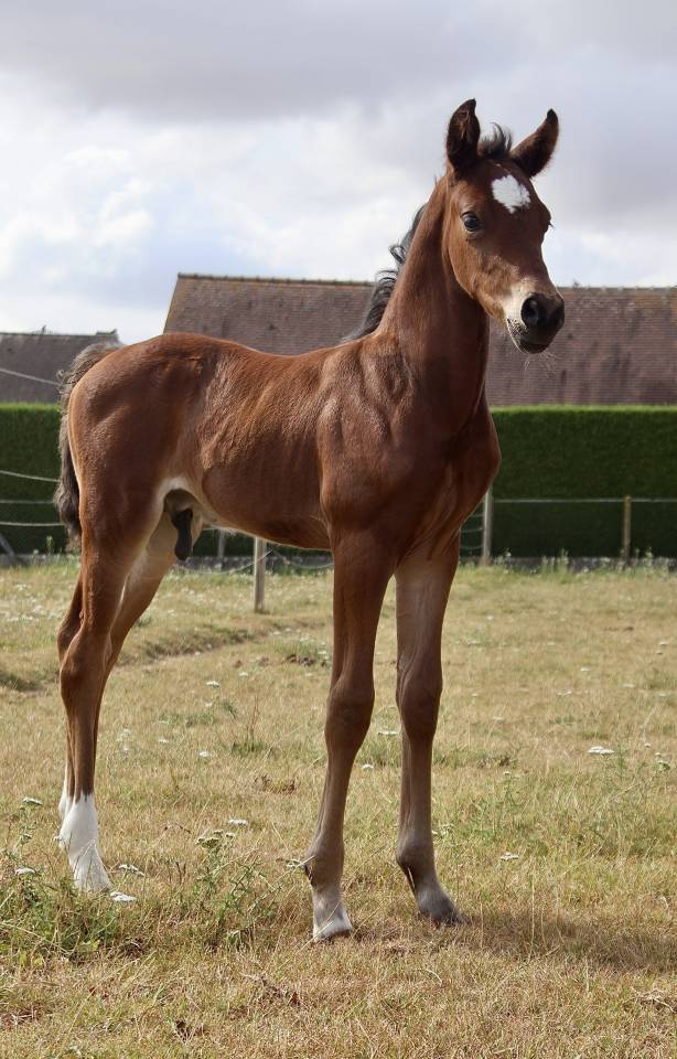 Veulen (ml) Franse rijpony PFS Te koop 2026 Donker bruin / bai ,  KANTJE S RONALDO*SL