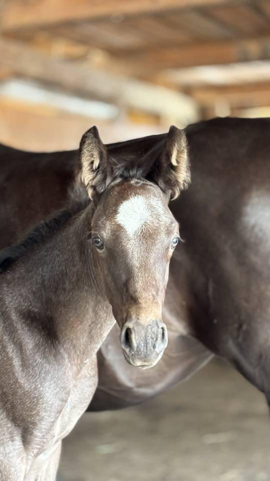 Veulen (ml) Welsh Partbred Te koop 2026 Overige kleuren ,  Hermes de la Meloise