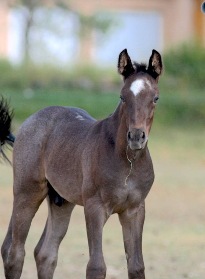 Veulen (ml) Welsh Partbred Te koop 2026 Overige kleuren ,  Hermes de la Meloise
