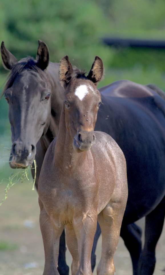 Veulen (ml) Welsh Partbred Te koop 2026 Overige kleuren ,  Hermes de la Meloise