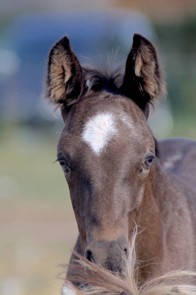 Veulen (ml) Welsh Partbred Te koop 2026 Overige kleuren ,  Hermes de la Meloise