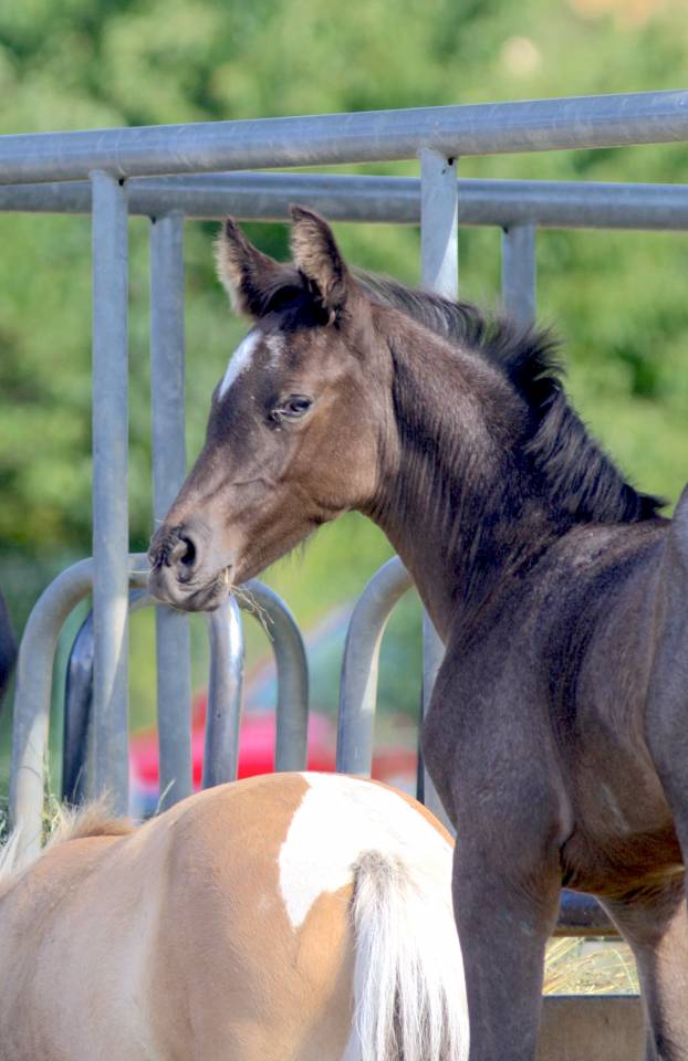 Veulen (ml) Welsh Partbred Te koop 2026 Overige kleuren ,  Hermes de la Meloise