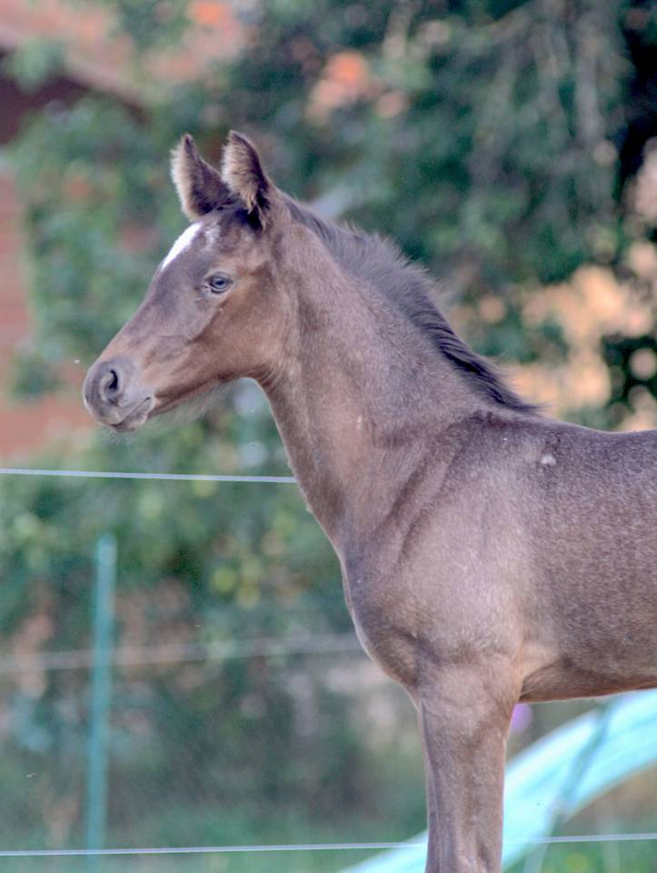 Veulen (ml) Welsh Partbred Te koop 2026 Overige kleuren ,  Hermes de la Meloise
