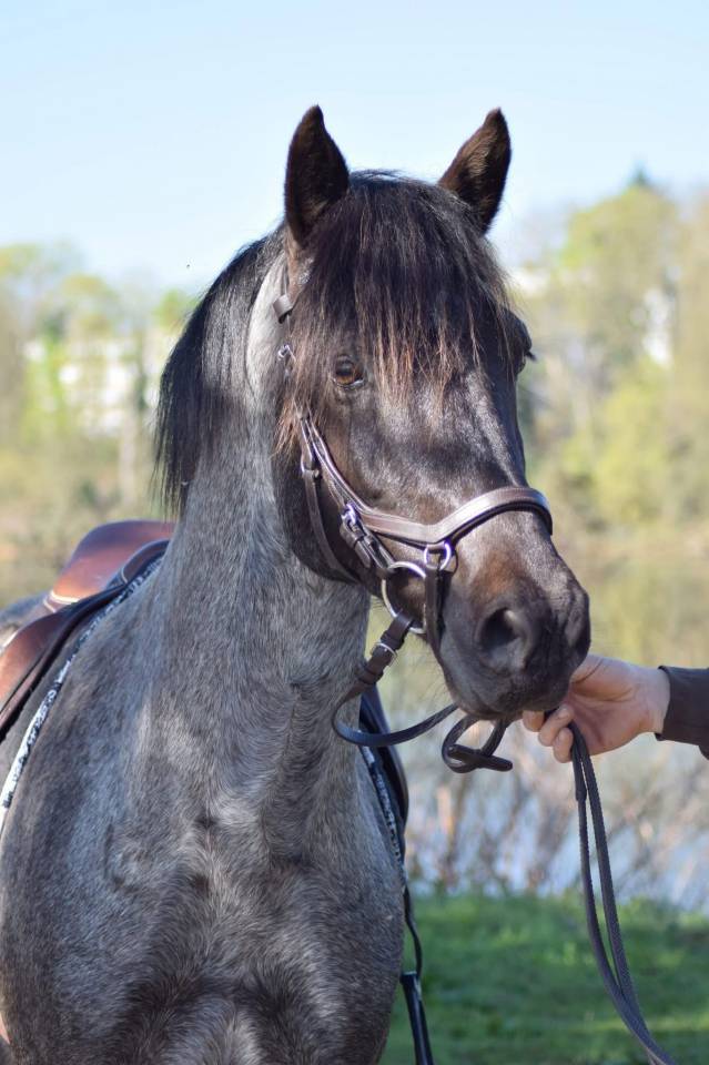 Veulen (ml) Welsh Partbred Te koop 2026 Overige kleuren ,  Hermes de la Meloise