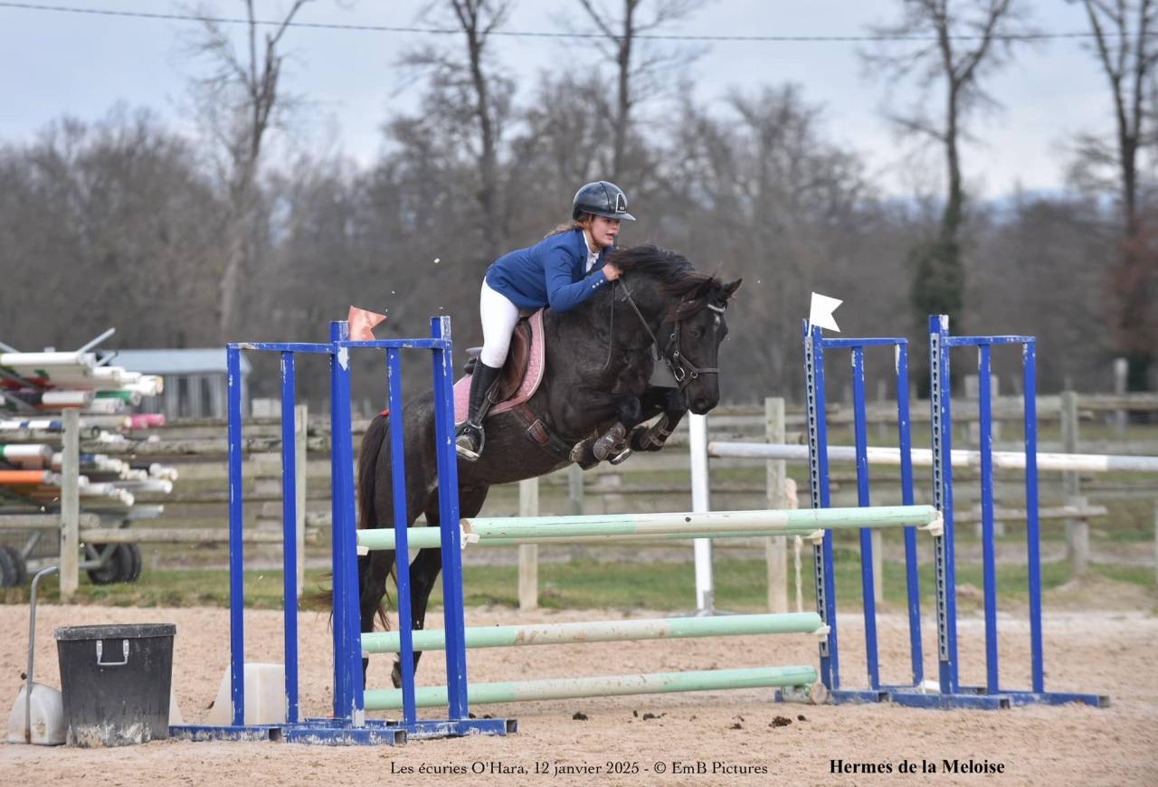 Veulen (ml) Welsh Partbred Te koop 2026 Overige kleuren ,  Hermes de la Meloise