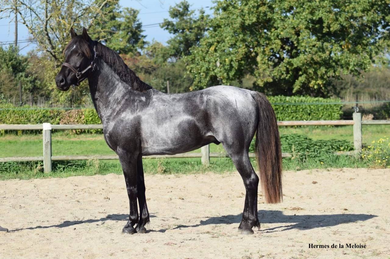 Veulen (ml) Welsh Partbred Te koop 2026 Overige kleuren ,  Hermes de la Meloise