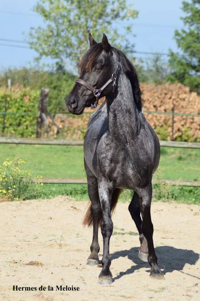 Veulen (ml) Welsh Partbred Te koop 2026 Overige kleuren ,  Hermes de la Meloise