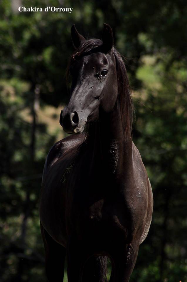 Veulen (ml) Welsh Partbred Te koop 2026 Overige kleuren ,  Hermes de la Meloise