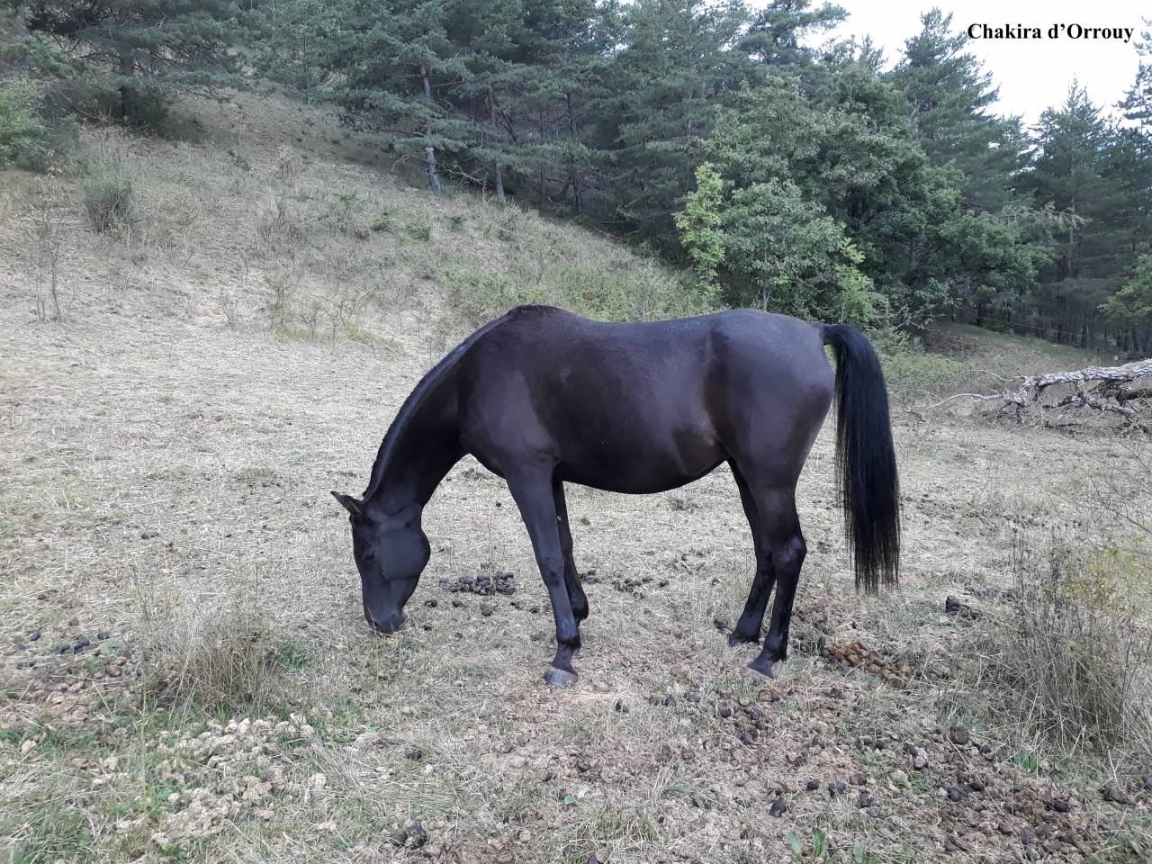 Veulen (ml) Welsh Partbred Te koop 2026 Overige kleuren ,  Hermes de la Meloise