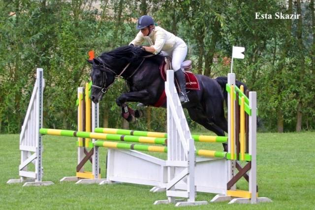 Veulen (ml) Welsh Partbred Te koop 2026 Overige kleuren ,  Hermes de la Meloise