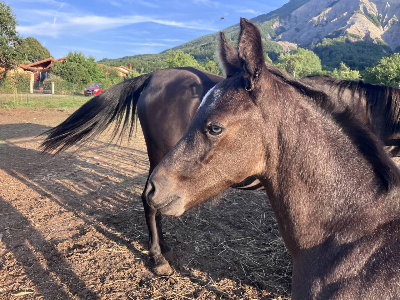 Veulen (ml) Welsh Partbred Te koop 2026 Overige kleuren ,  Hermes de la Meloise