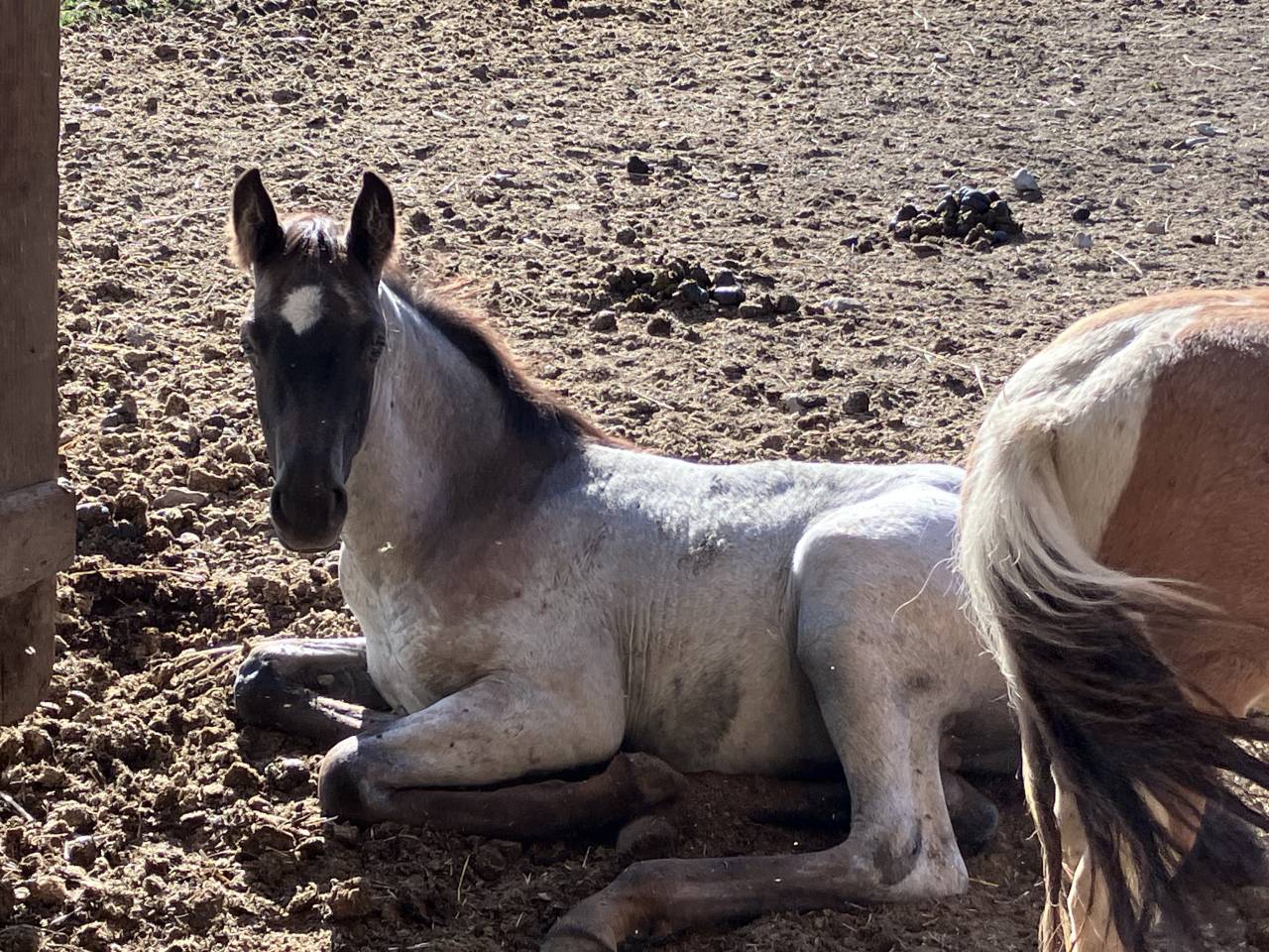 Veulen (ml) Welsh Partbred Te koop 2026 Overige kleuren ,  Hermes de la Meloise