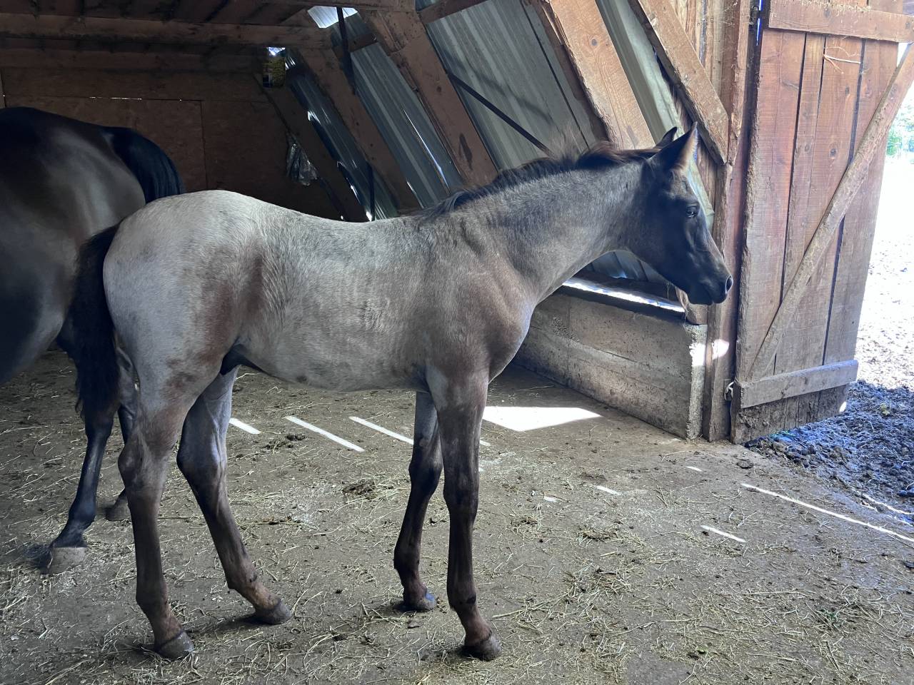 Veulen (ml) Welsh Partbred Te koop 2026 Overige kleuren ,  Hermes de la Meloise