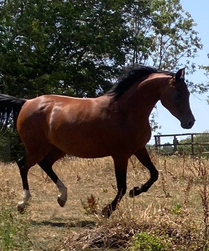 Merrie Arabier Te koop 2020 Donker bruin / bai ,  BEY SHAHAR WA
