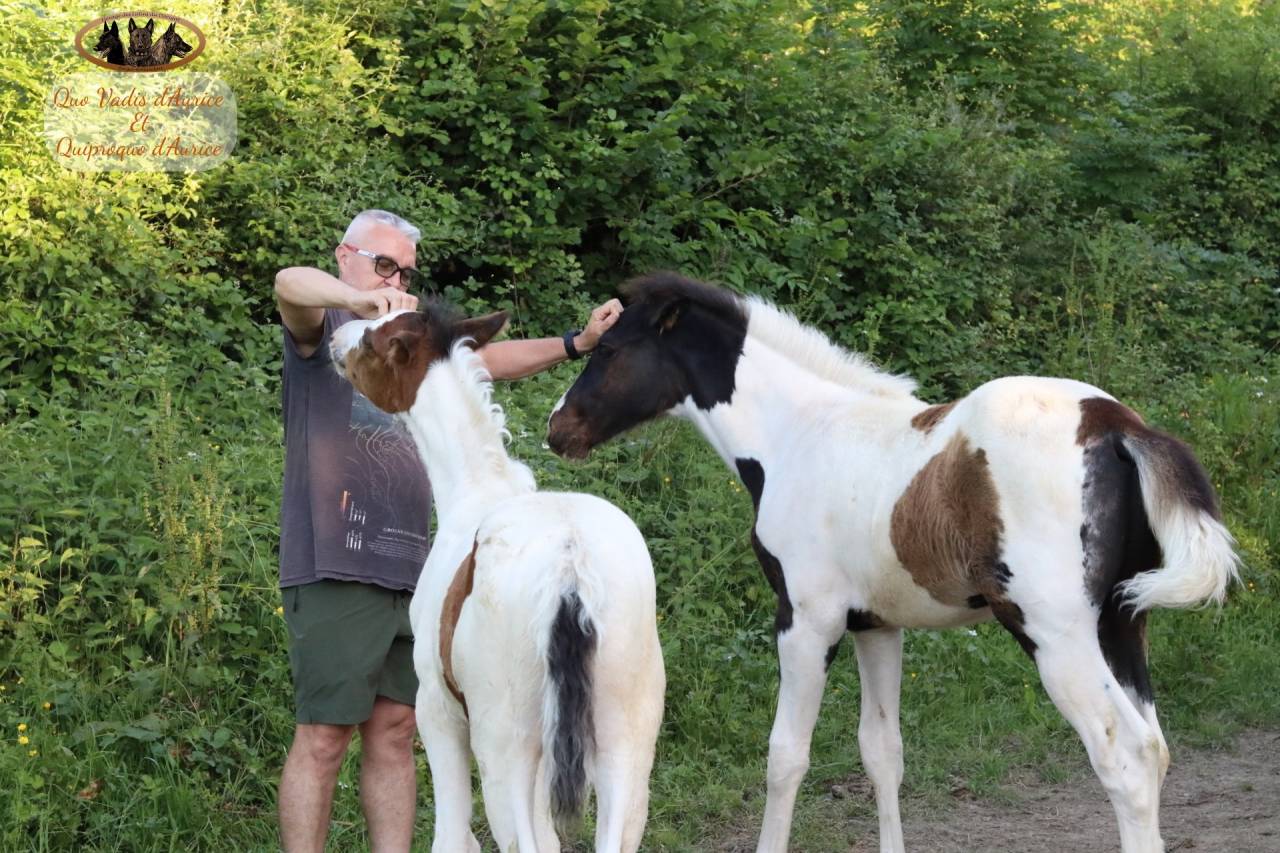 Hengst Selle Fran&ccedil;ais Te koop 2026 Bontzwart ,  HEROE DE CAFENY